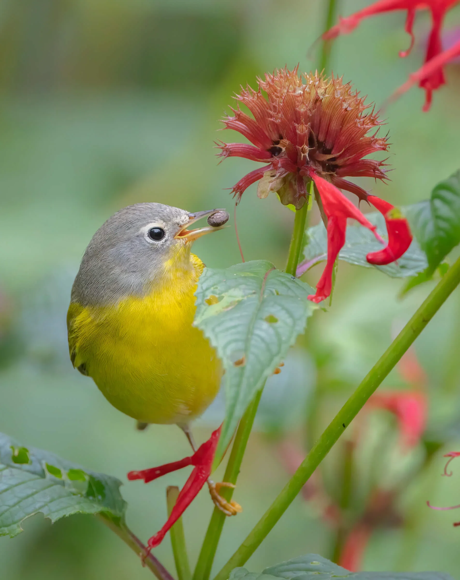 Foto burung terbaik tahun ini menyoroti humor, keindahan, dan kerapuhan kehidupan burung