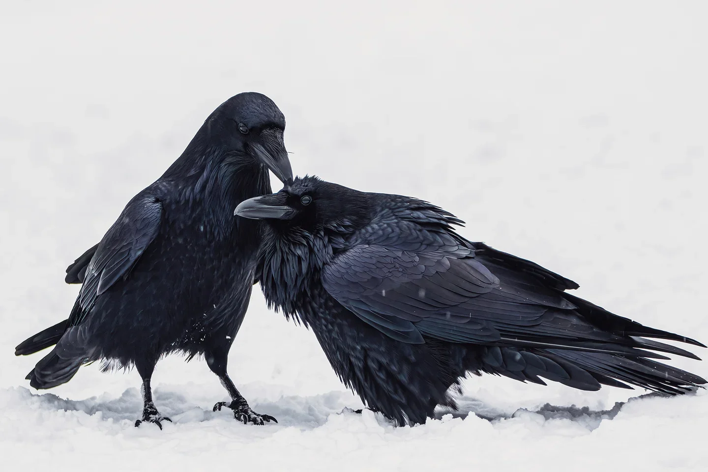 The year’s best bird photos highlight the humor, beauty, and fragility of avian life thumbnail