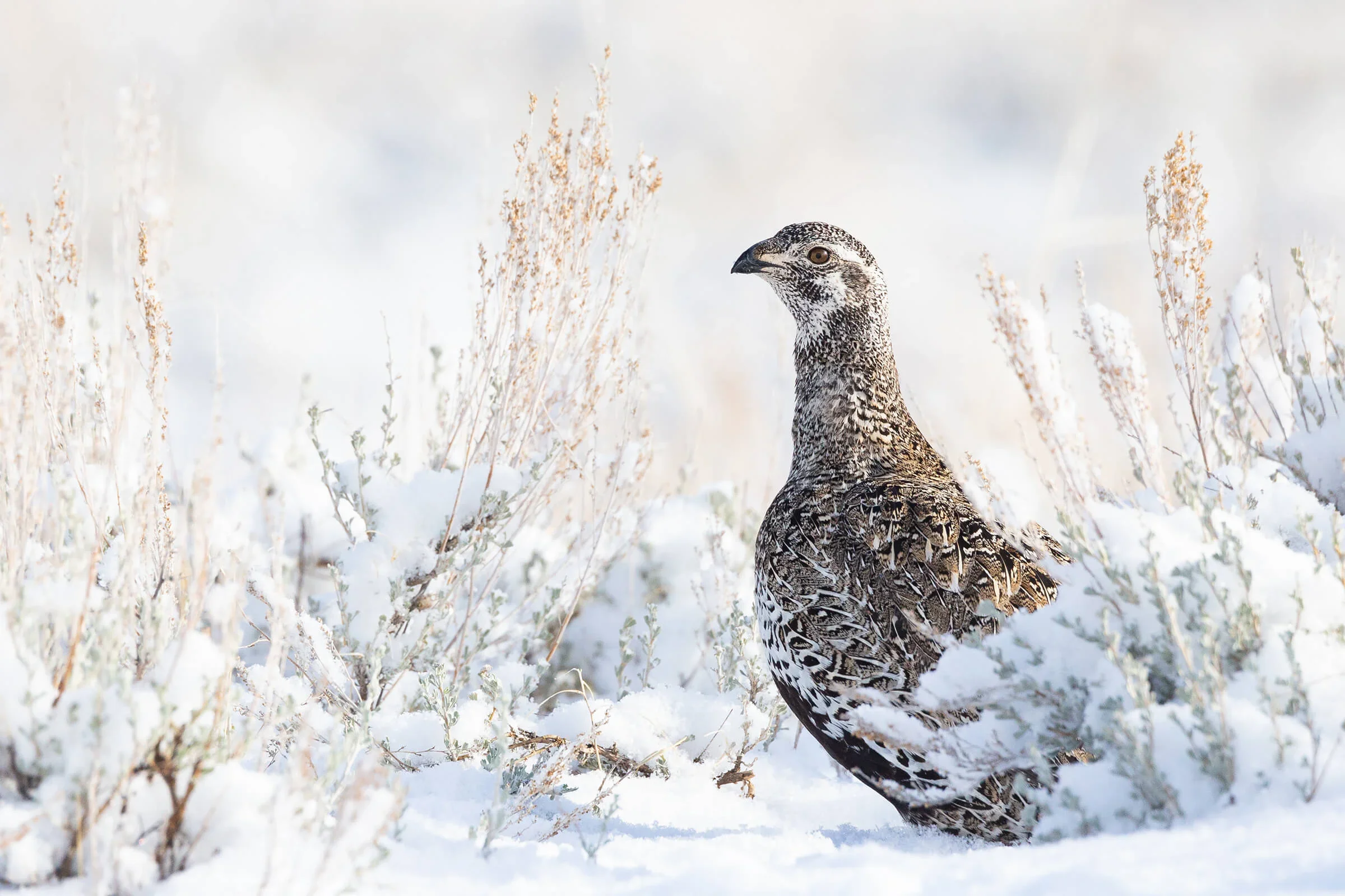 The year’s best bird photos highlight the humor, beauty, and fragility of avian life