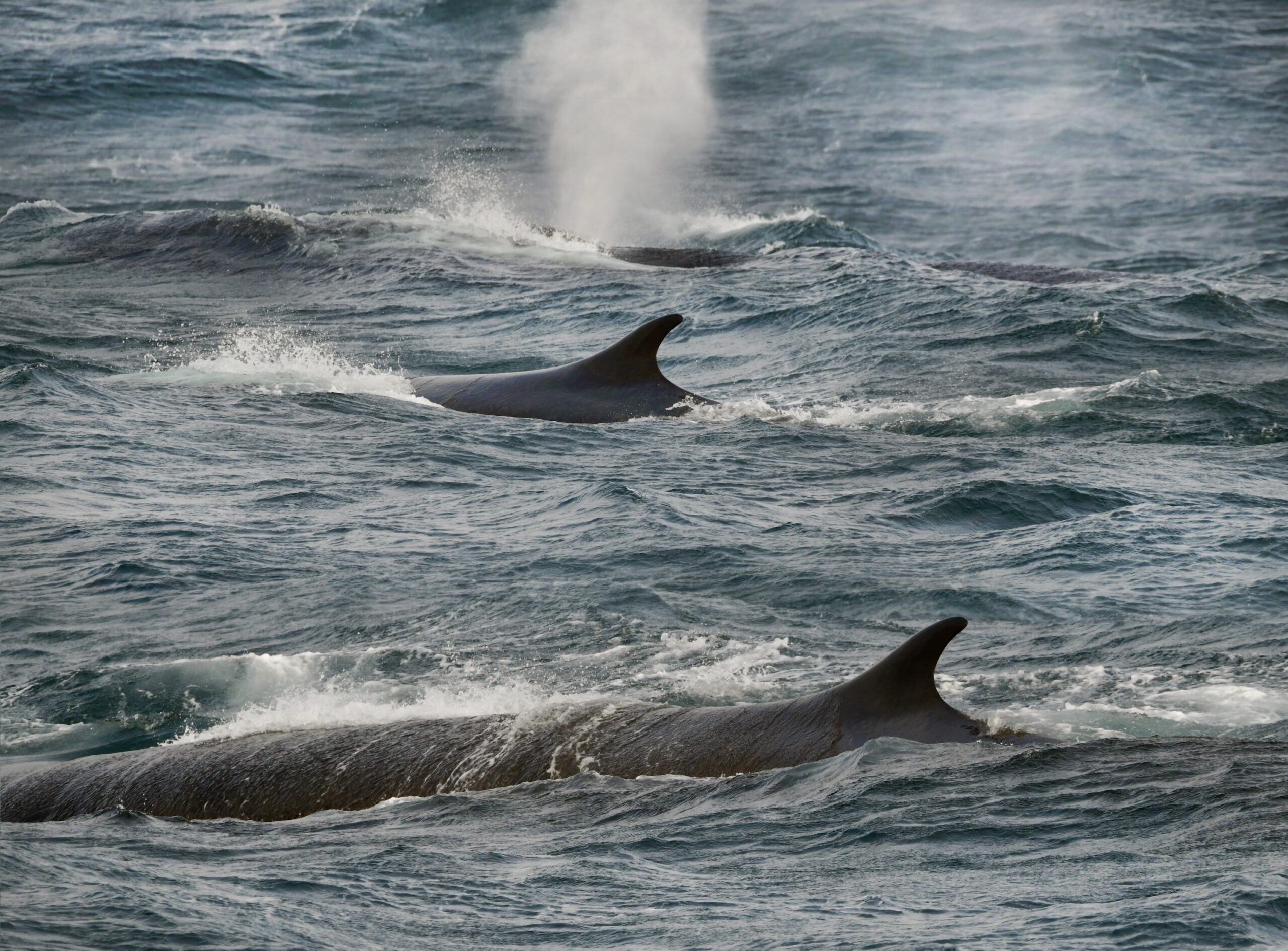 An Antarctic feeding frenzy means good news for vulnerable fin whales