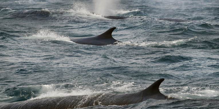 An Antarctic feeding frenzy means good news for vulnerable fin whales