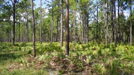 A grassy, open pine forest on a sunny day.