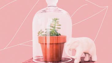 How to keep your houseplants from dying this summer
