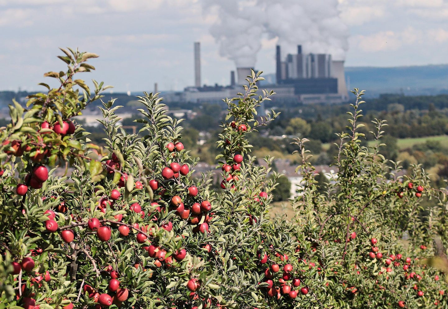 Trees grow with power plant pollution in the background.