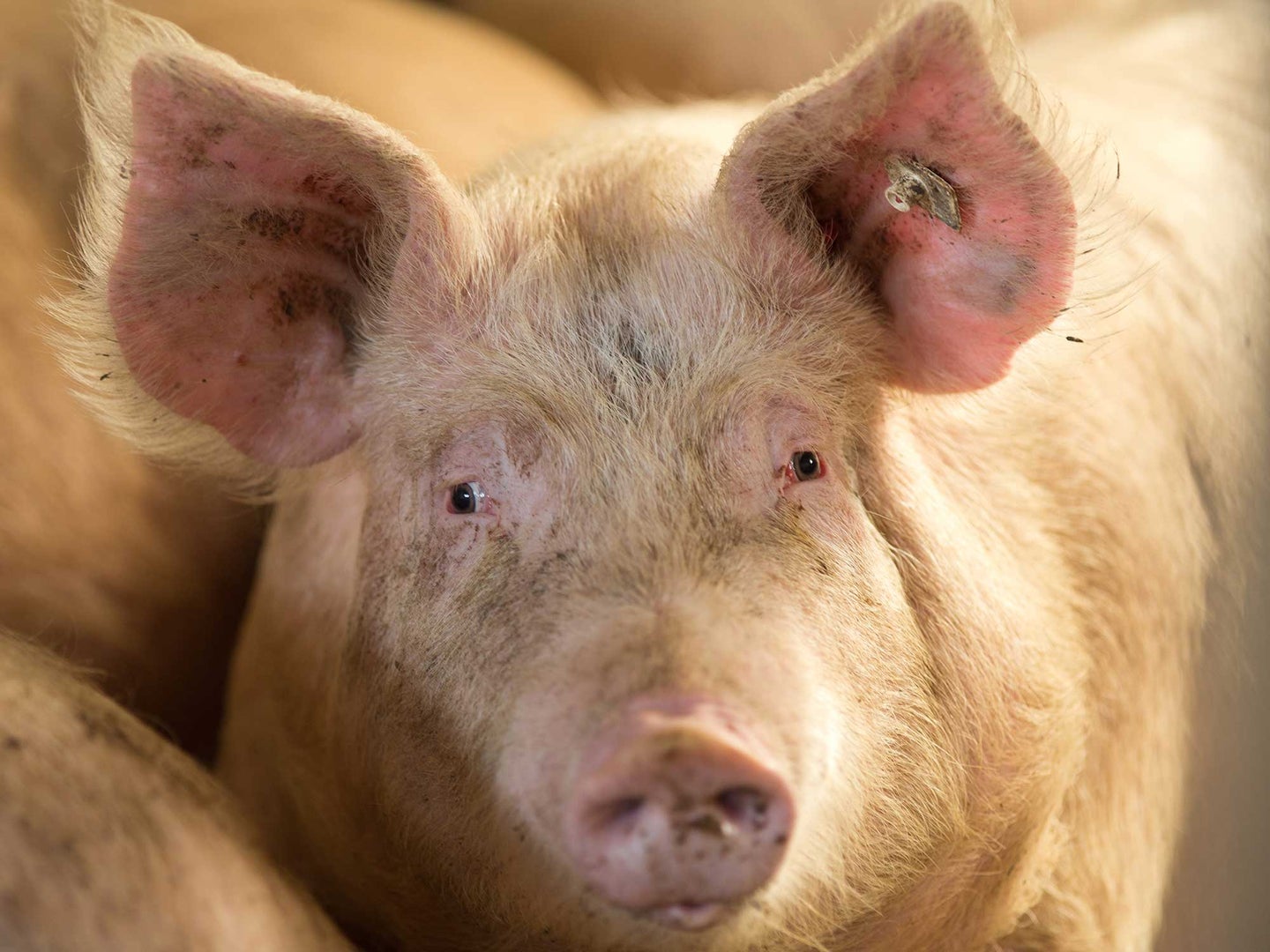 Researchers are concerned the legislature’s well-documented, long-standing relationship with the swine industry is allowing lenient policies that will further harm communities already suffering health and environmental impacts from industrial hog farming. 