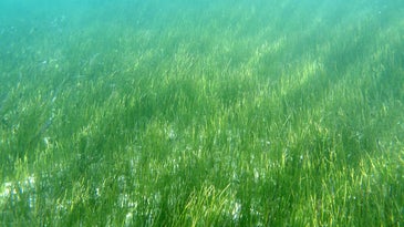 Human pee could be the fertilizer seagrass needs