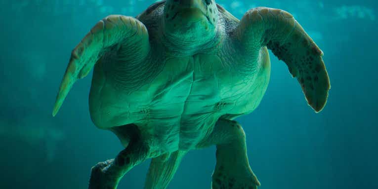 Sea turtles are helping us forecast storms