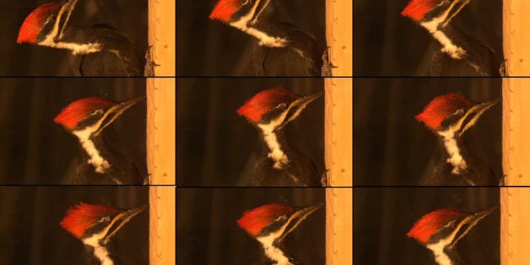 Why woodpeckers actually don’t need shock-absorbing skulls to headbang