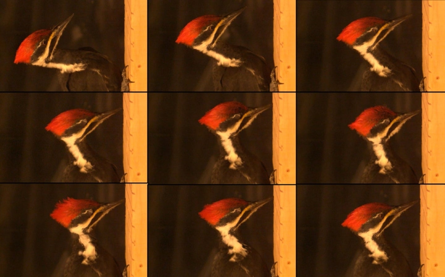 Pileated woodpecker with a red cap and black and white face pecking on wood in nine high speed video frames