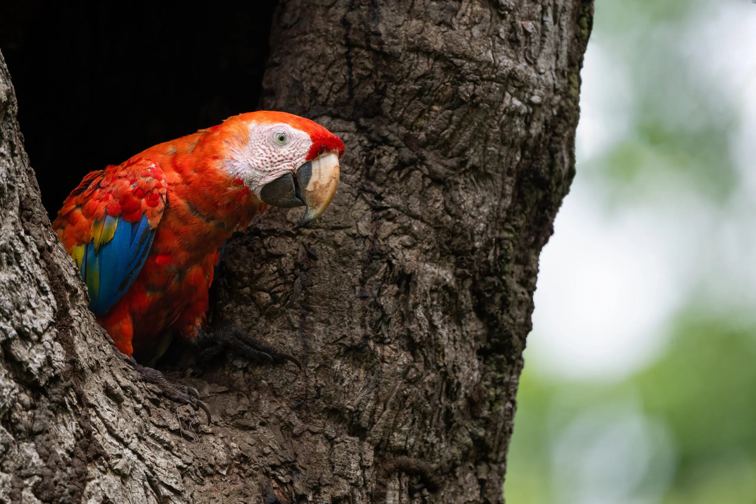 Scarlet macaw. ISO 140, 1/125 sec, f/6.3, @ 800mm. 
