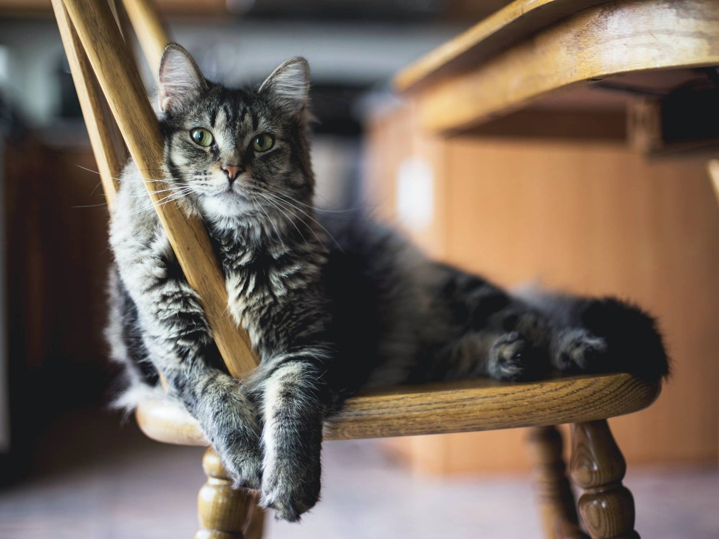 cat sitting on kitchen chair
