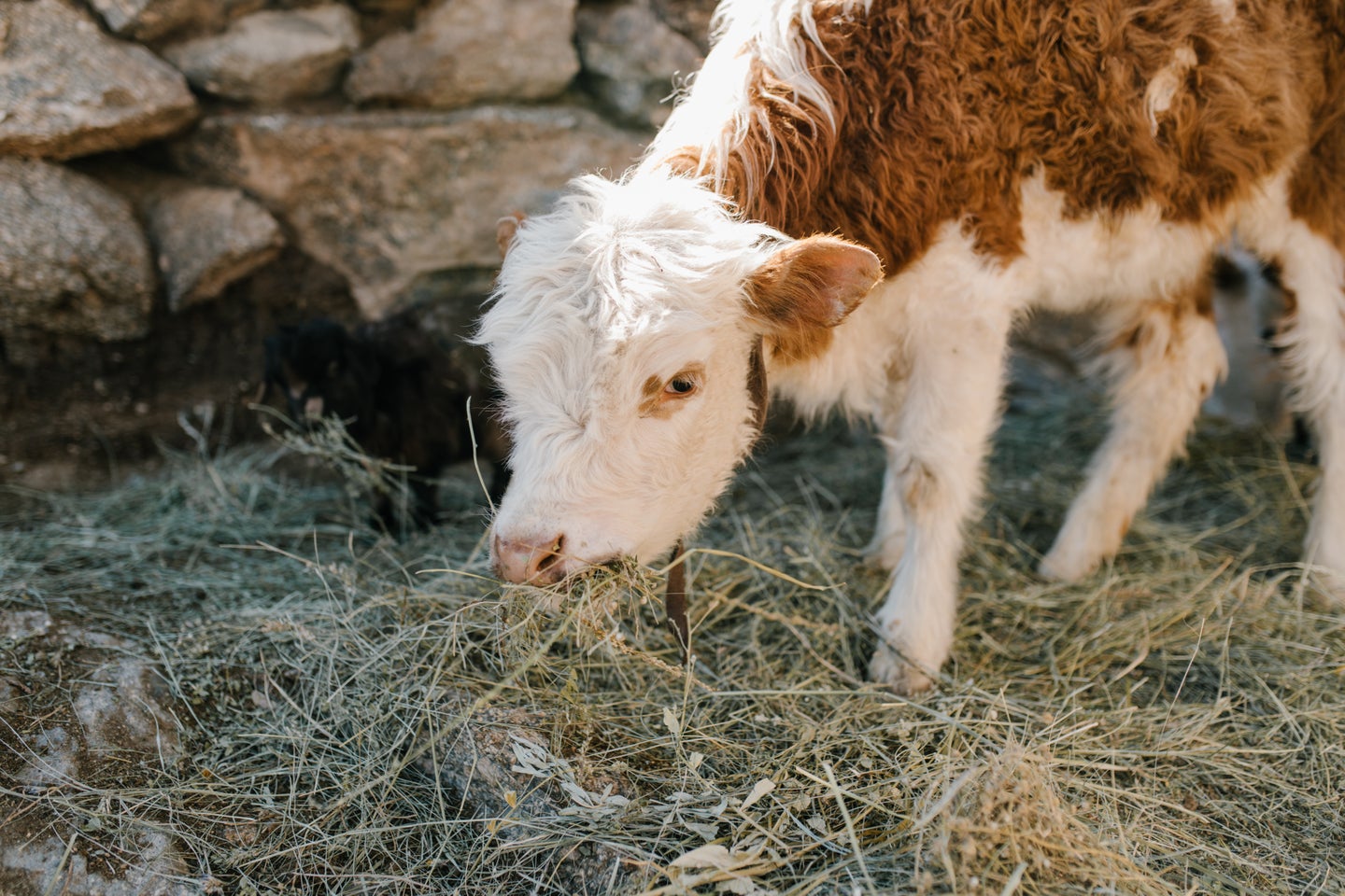 Cow eating hay at farm.
