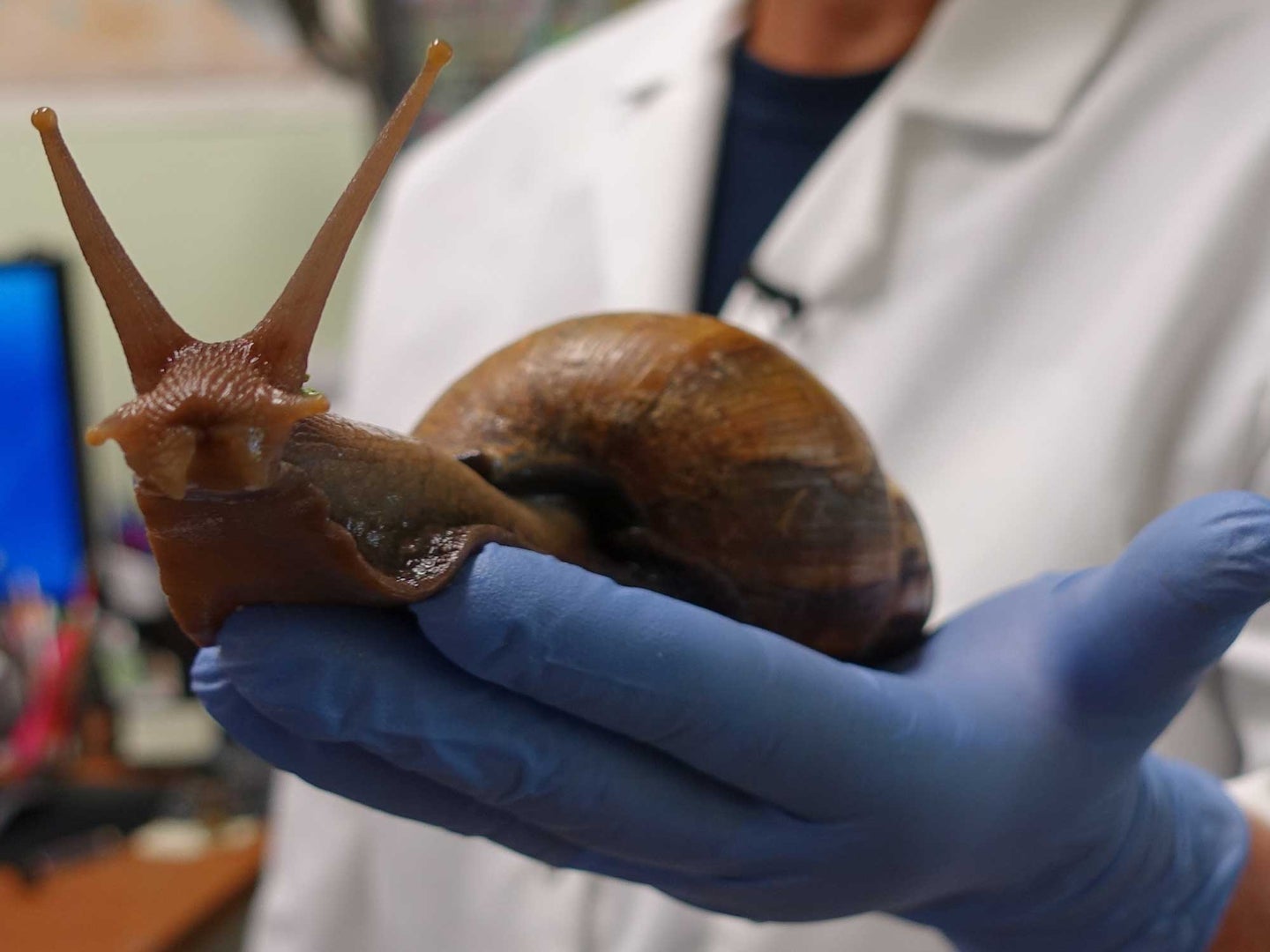 Officials are warning residents not to touch any of the snails without gloves.