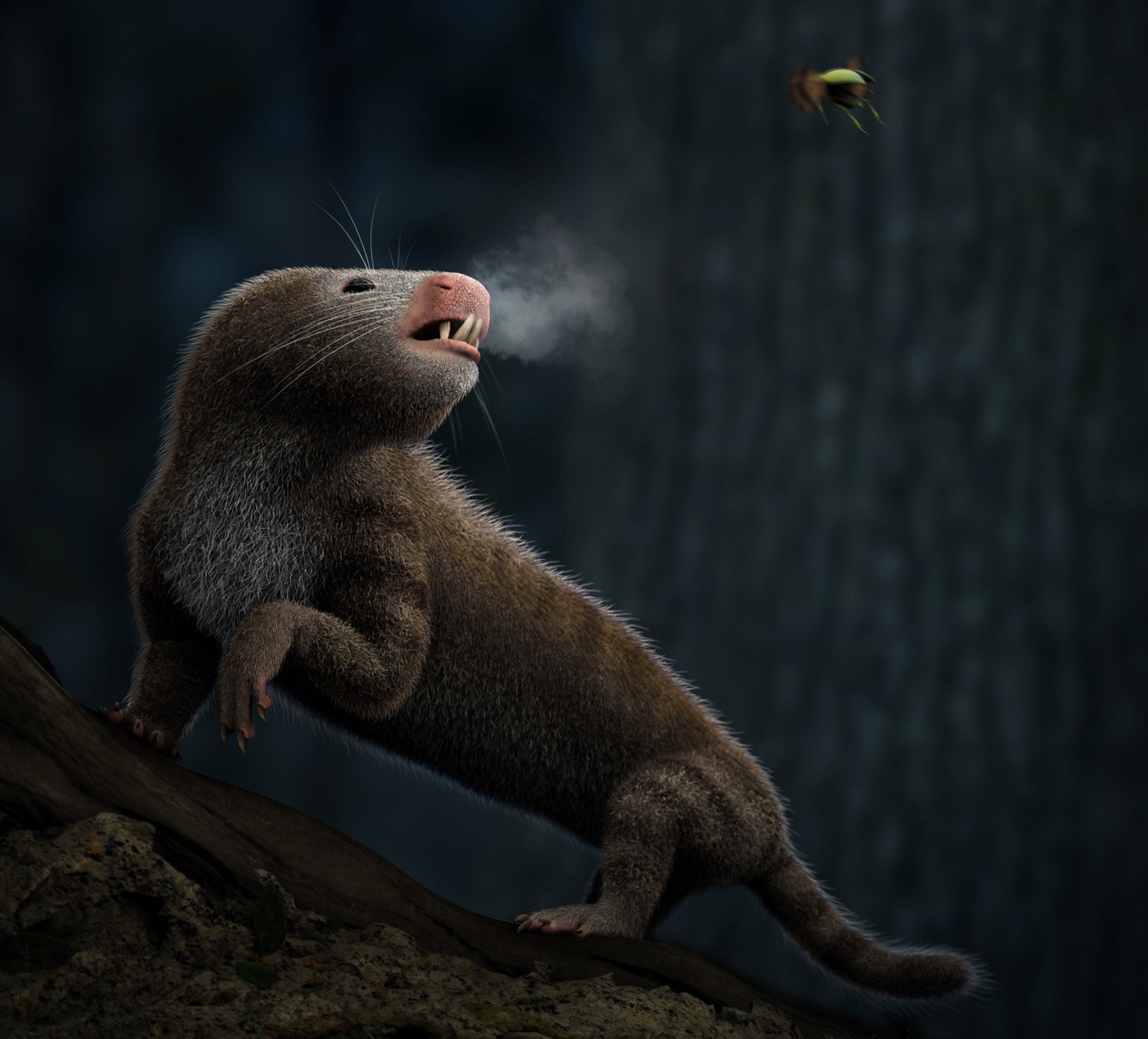 an illustration of an early mammal creature with fur and a few sharp teeth, breathing out a puff of air indicating cold weather. a bug flies in the corner