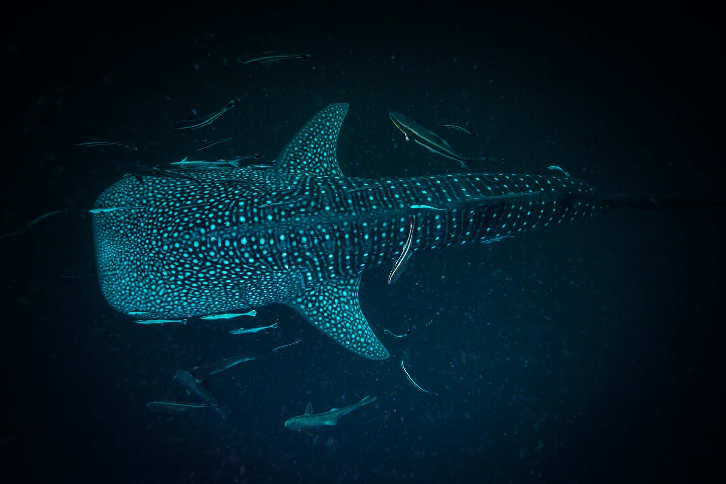 whale shark in dark waters