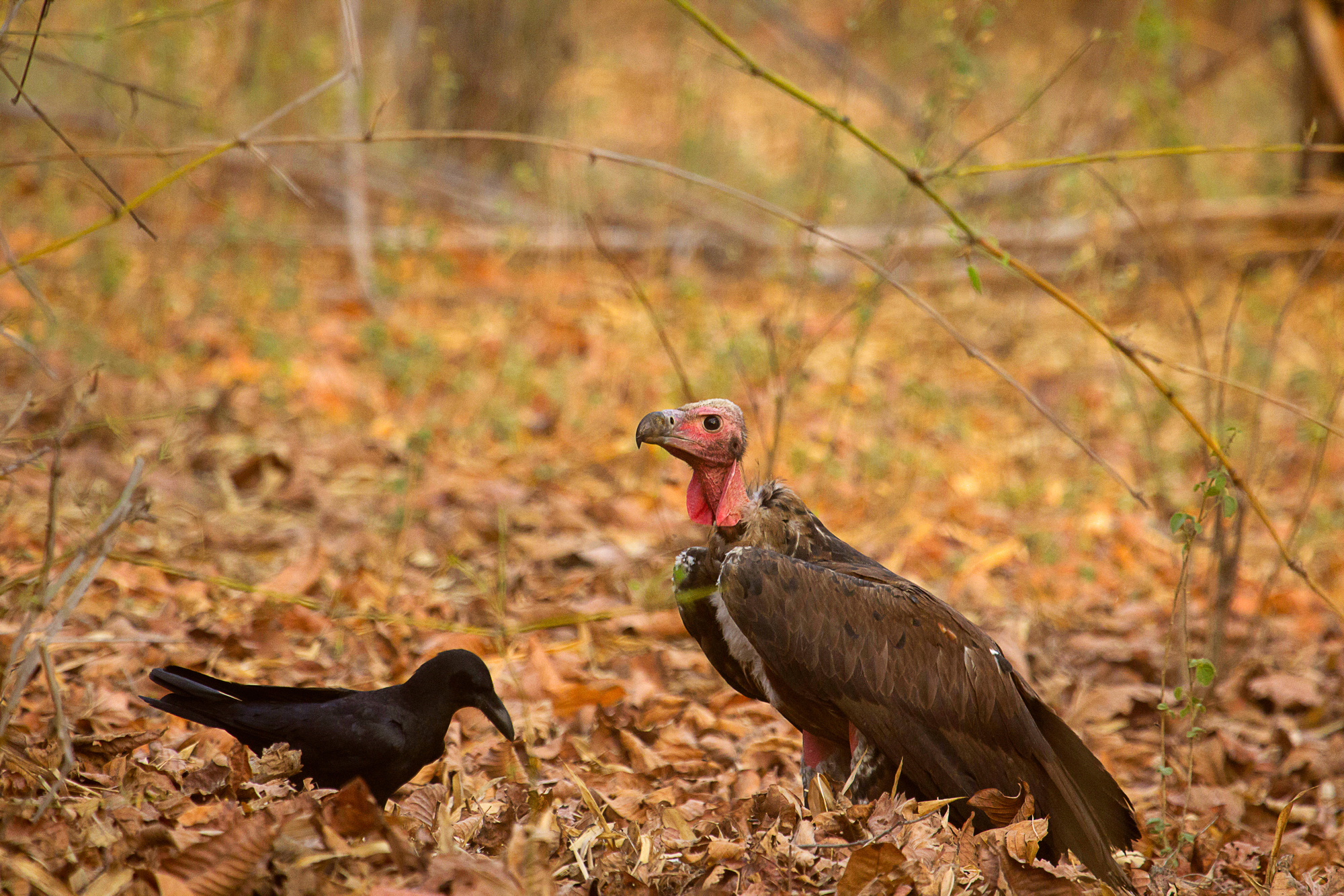 A crow and a vulture with a bright red head stand facing one another on a leaf-covered forest floor.