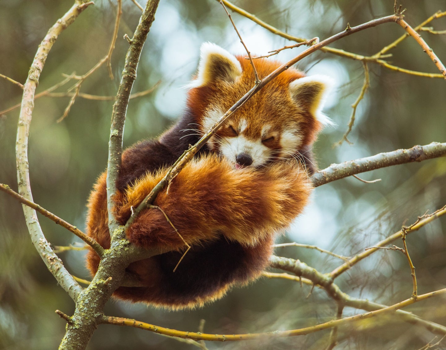red panda sleeping on branch