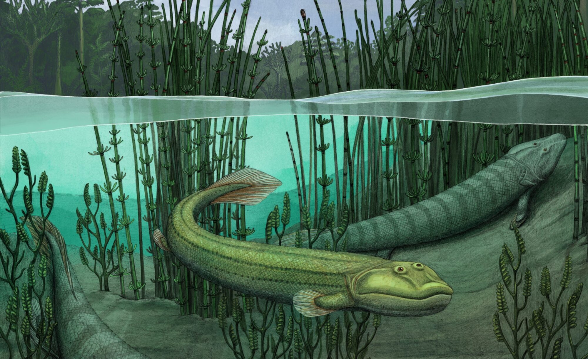An artist's conception of swimming Qikiqtania, 375 million years ago.