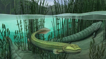 Tiktaalik's ancient cousin decided life was better in the water