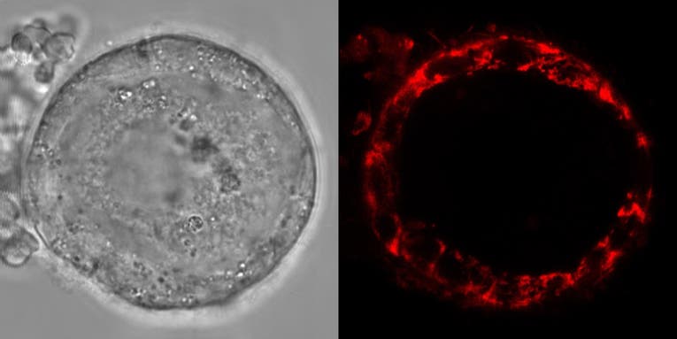 Human eggs have a ‘standby battery mode’ that allows them to last decades
