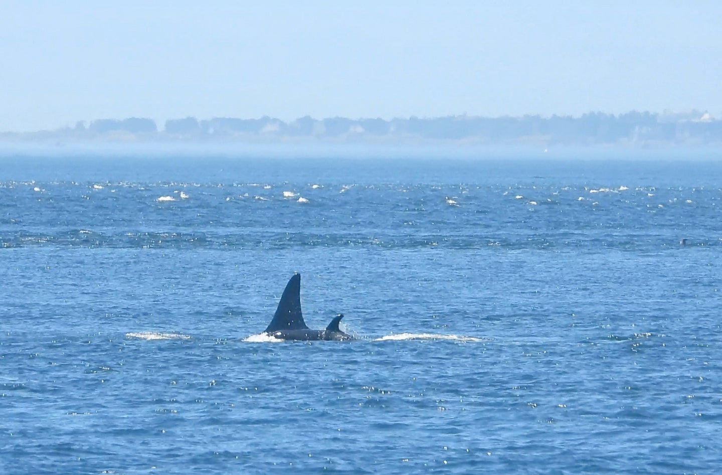 Baby orca next to adult in the Salish Sea near Washington