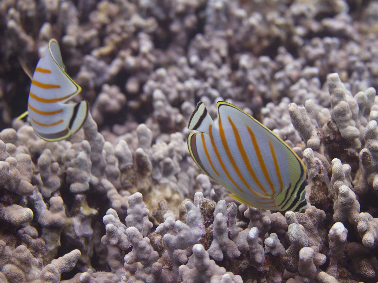 Fish poop could help coral reefs.
