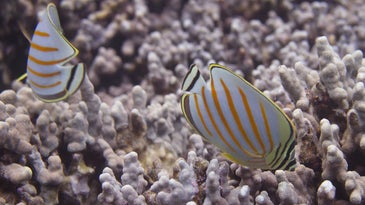 Fish poop might help fight coral reef bleaching