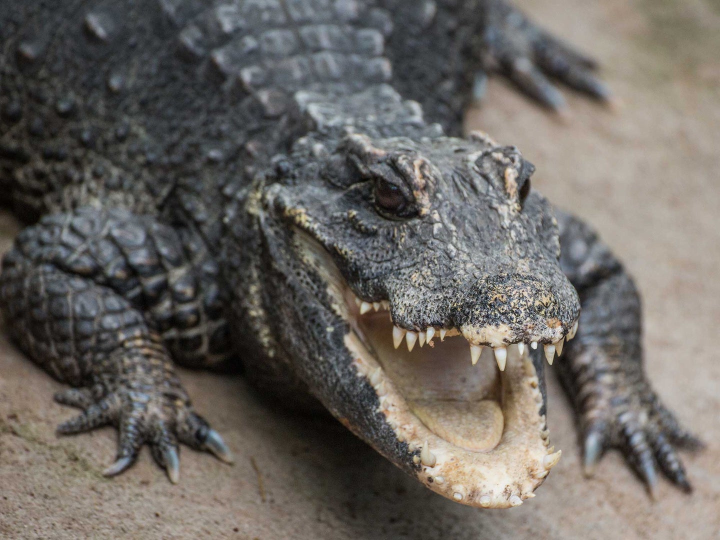 Modern dwarf crocodiles are 4 to 6 feet long. 
