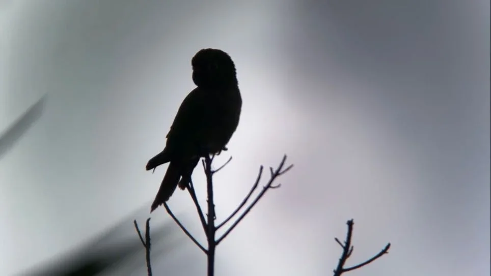 A beginner’s guide to iPhone bird photography