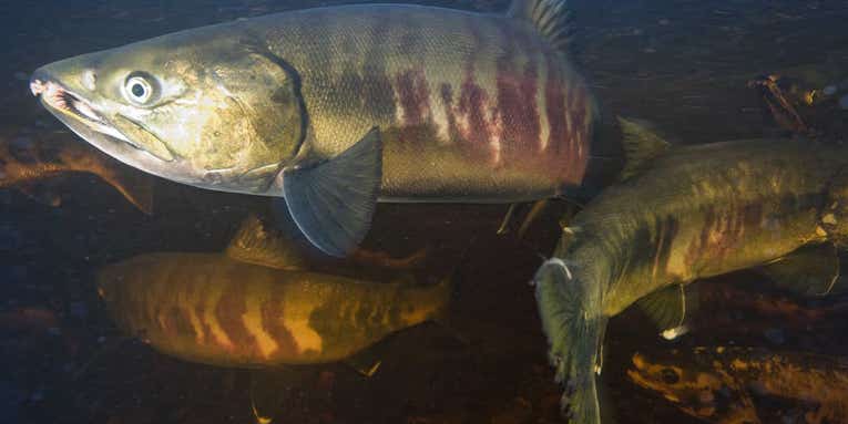 Alaska’s salmon are in chaos