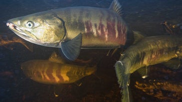 Alaska's salmon are in chaos