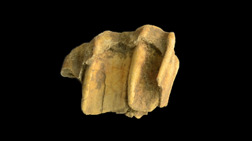 A centuries-old horse tooth holds clues to the mystery of the Chincoteague ponies