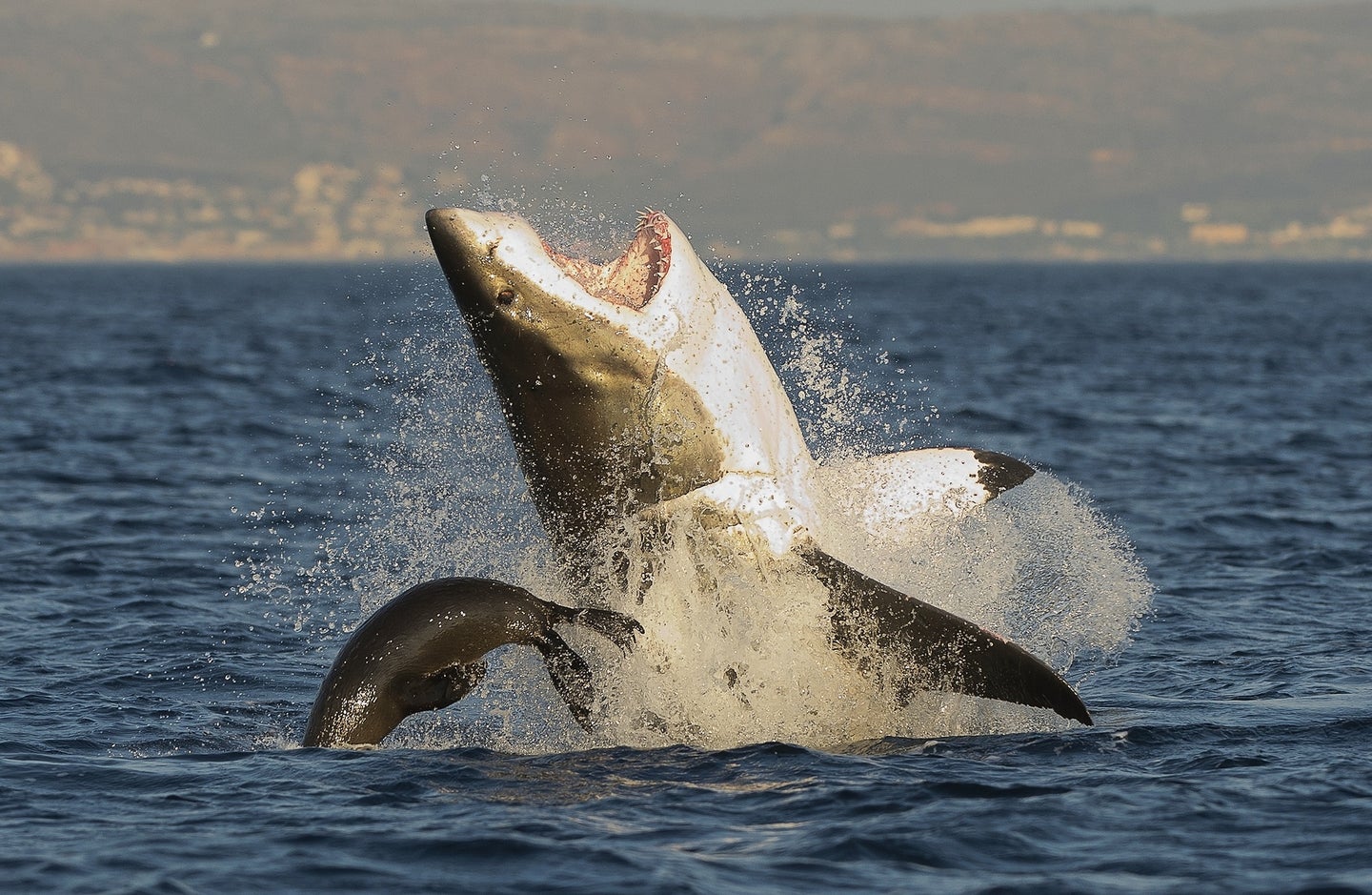 Great white shark breaching while trying to bite a seal