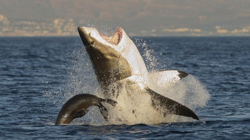 Great white shark sightings are up in the US, which is kinda good news