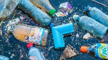 Plastic garbage in the sea is a life raft for pathogens