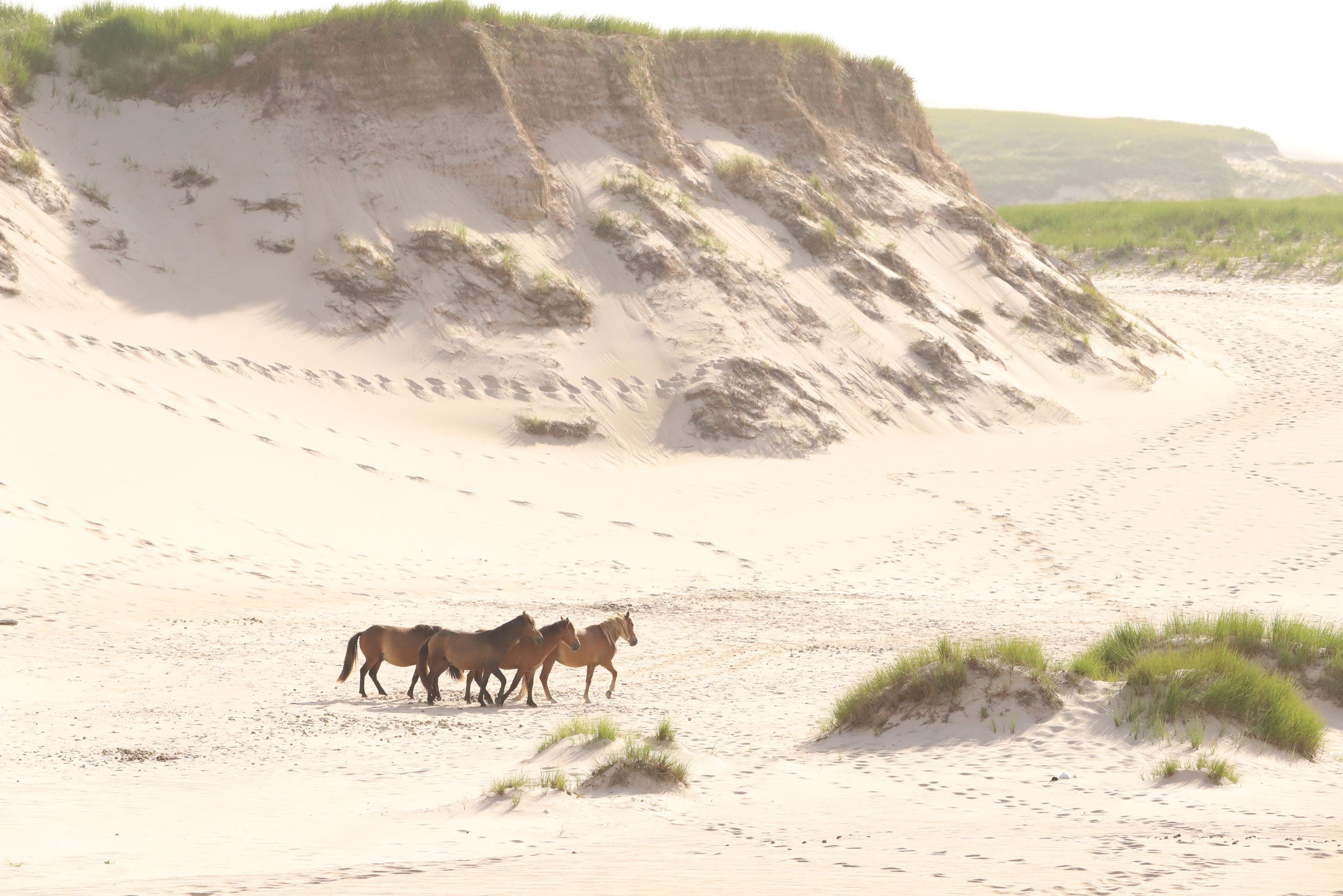 Sable Island’s famous wild horses are at the heart of a conservation controversy