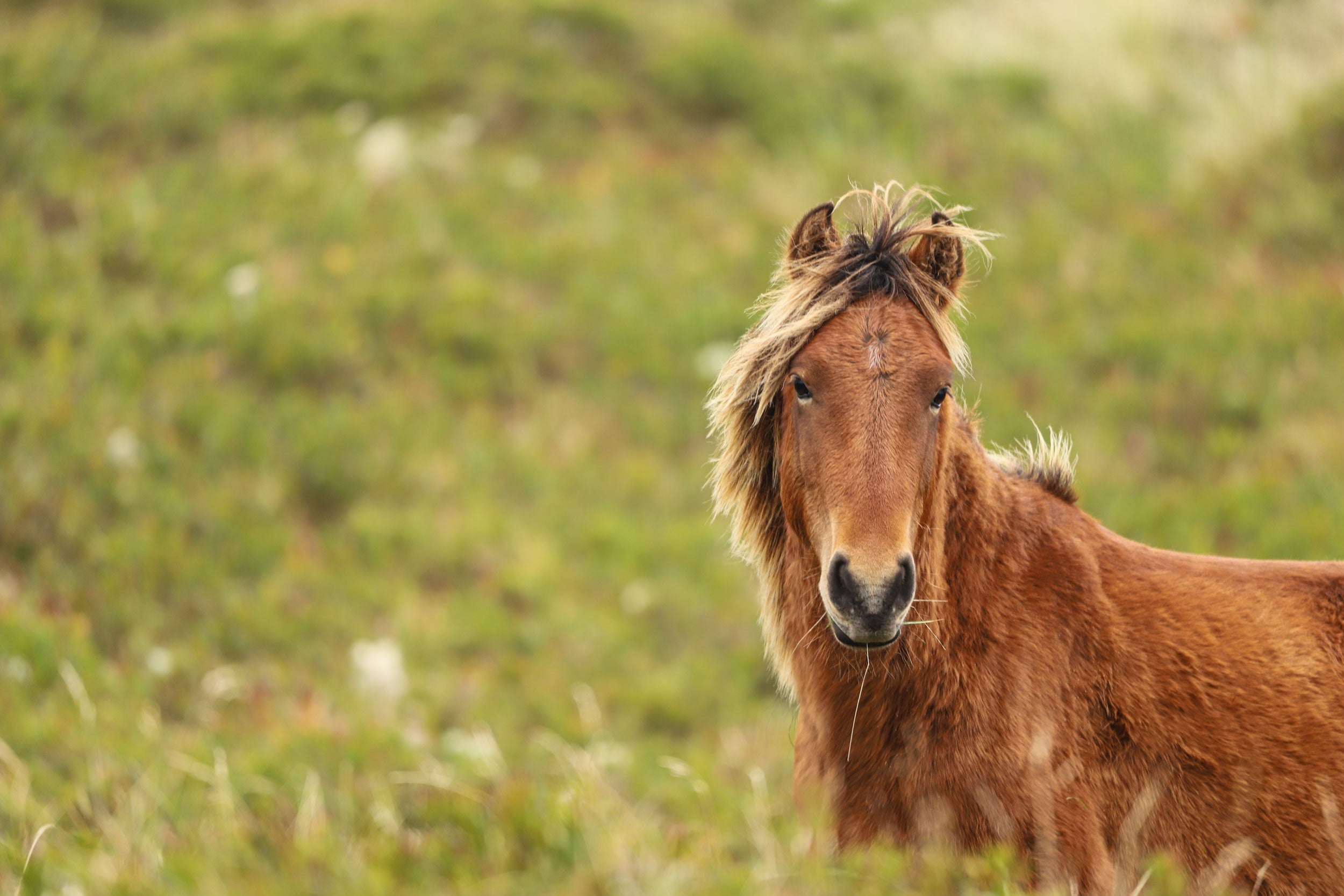 Sable Island’s famous wild horses are at the heart of a conservation controversy