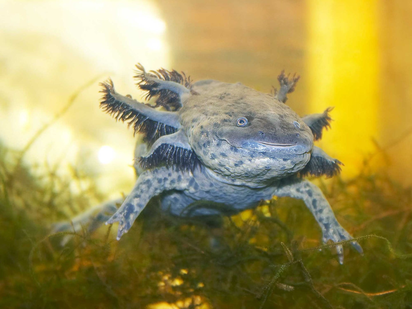 Researchers have long studied the axolotl’s extraordinary regenerative abilities in hopes of uncovering biological secrets that could one day help renew human tissue.