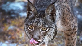 Iberian lynx licking its lips in captive breeding program