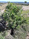 Small leafy Iberian pear tree in open landscape with a shallow hole underneath