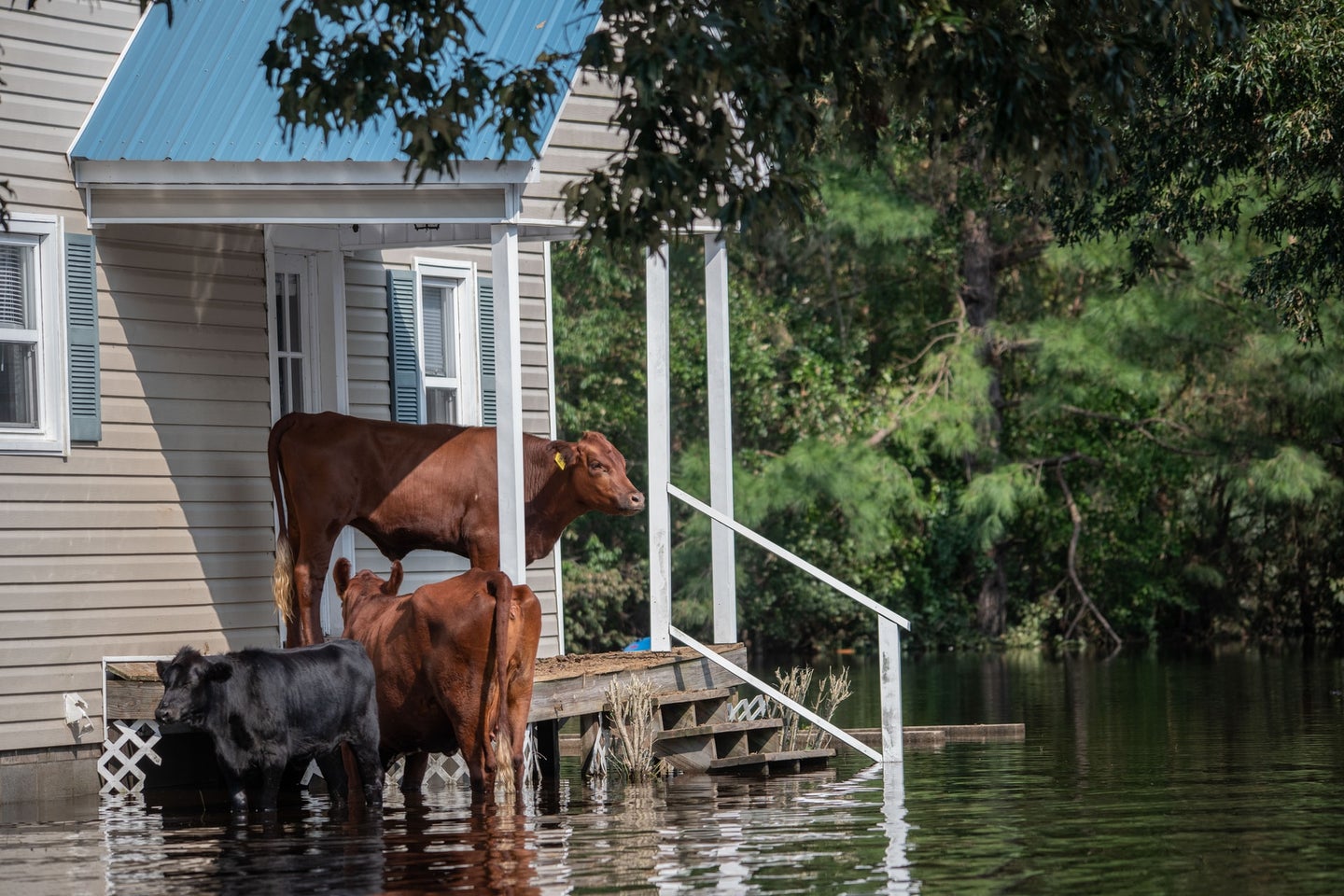 Three cows taking shelter near a house during a flash flood. A black one and a brown one are standing knee-deep in water, while a second brown one is standing on the porch.