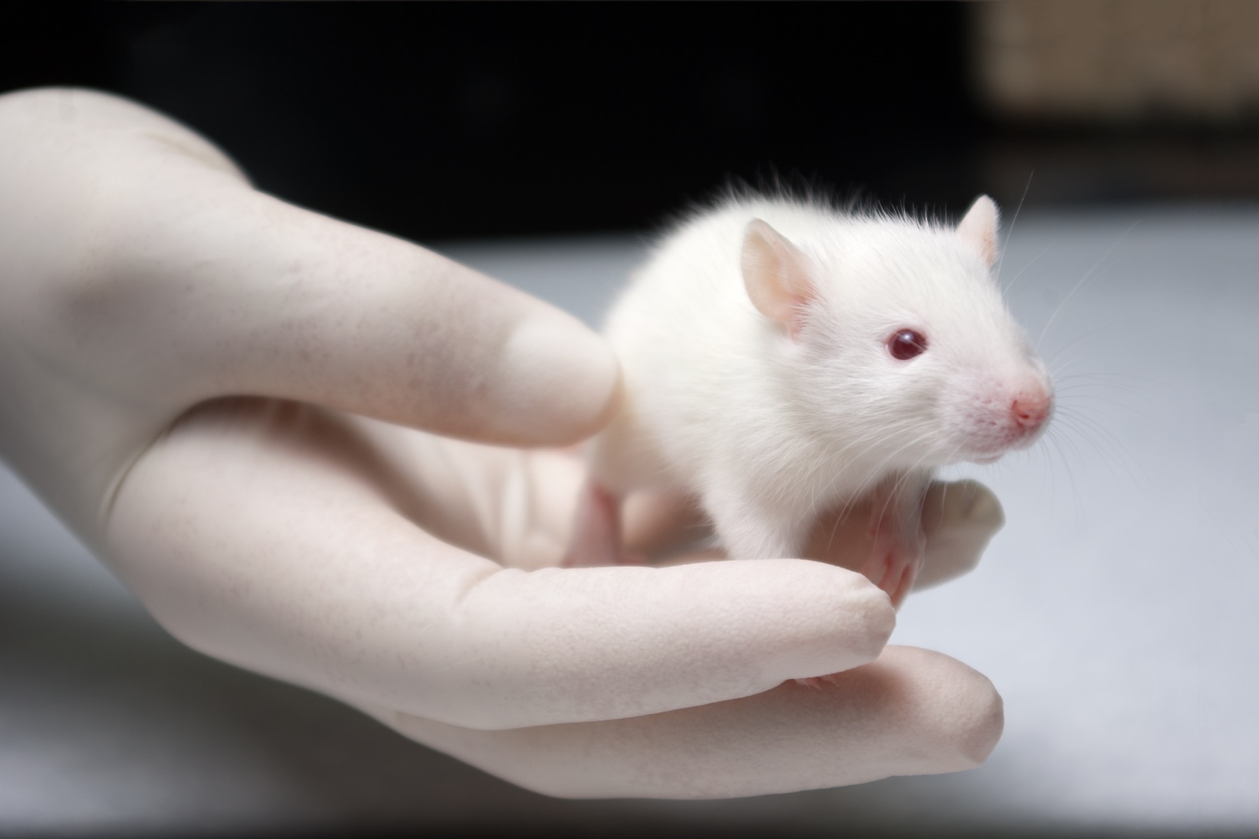 a white lab rat held in a gloved hand