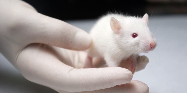 These sterile mice have been modified to make rat sperm