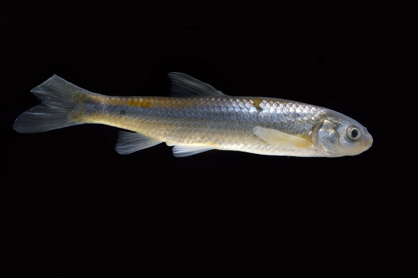 Rio Grande silvery minnow endangered fish on black background