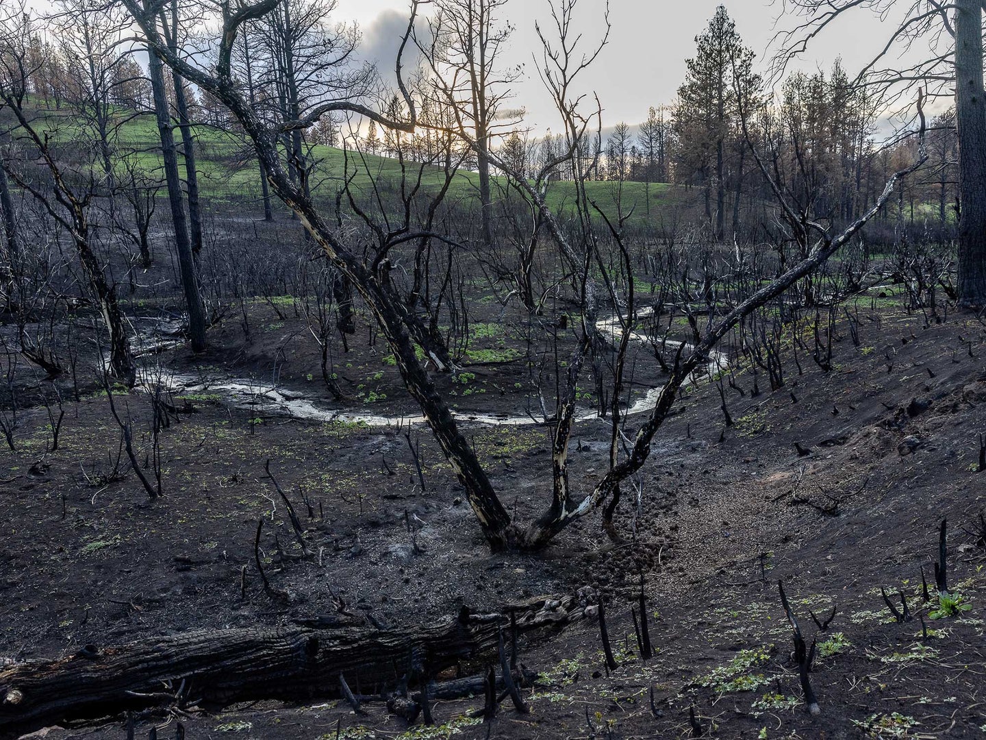 Scorched earth and vegetation from the Richard Springs Fire behind the home of Rae Peppers. The wildfire, ignited by a coal seam, grew quickly, trapping and killing Peppers' herd of draft horses.