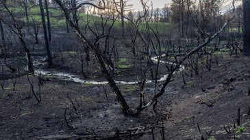 Montana's devastating wildfires are starting underground