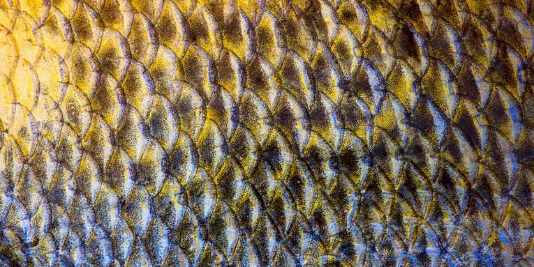 Future LEDs could be made with fish scales
