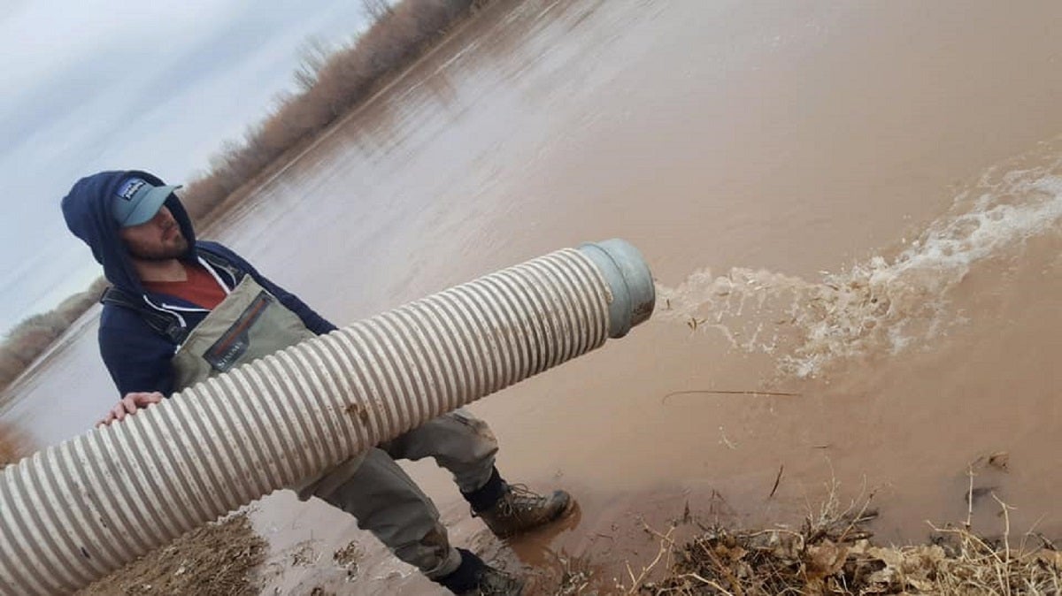 Rio Grande silvery minnows being stocked in the flowing river through a large pipe with a volunteer in waders watching