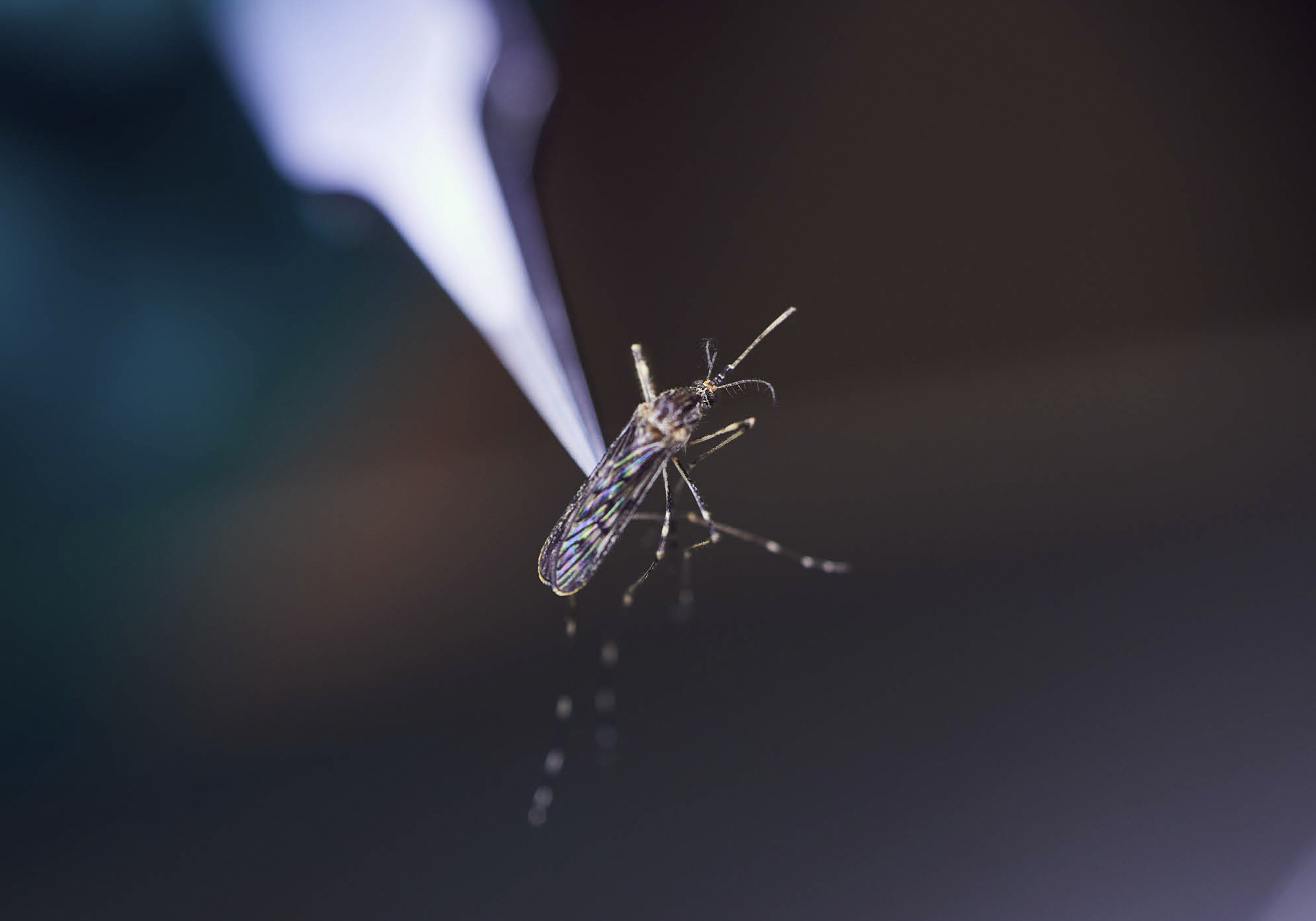 Can a bold new plan to stop mosquitoes catch on?