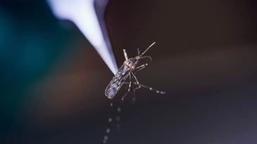 Can a bold new plan to stop mosquitoes catch on?